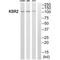 Kinase suppressor of Ras 2 antibody, A06876, Boster Biological Technology, Western Blot image 