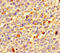 Defensin Beta 104B antibody, LS-C399698, Lifespan Biosciences, Immunohistochemistry paraffin image 