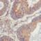 Poly(RC) Binding Protein 1 antibody, FNab03951, FineTest, Immunohistochemistry frozen image 