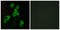 Lysophosphatidic Acid Receptor 1 antibody, LS-B5690, Lifespan Biosciences, Immunofluorescence image 