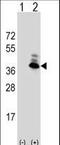 Aspartoacylase antibody, LS-C156546, Lifespan Biosciences, Western Blot image 