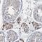 Ring Finger Protein 25 antibody, PA5-57651, Invitrogen Antibodies, Immunohistochemistry frozen image 