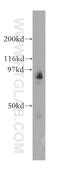 Leukocyte Receptor Cluster Member 8 antibody, 13336-1-AP, Proteintech Group, Western Blot image 