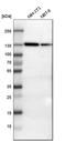 Vinculin antibody, HPA002131, Atlas Antibodies, Western Blot image 