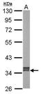 Glyoxylate And Hydroxypyruvate Reductase antibody, GTX109575, GeneTex, Western Blot image 