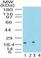 Dual Specificity Phosphatase 18 antibody, PA5-23128, Invitrogen Antibodies, Western Blot image 
