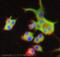 Solute Carrier Family 1 Member 3 antibody, ab41751, Abcam, Immunocytochemistry image 