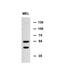 Multiple inositol polyphosphate phosphatase 1 antibody, 55-045, ProSci, Western Blot image 