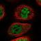 WAS/WASL Interacting Protein Family Member 2 antibody, NBP1-86857, Novus Biologicals, Immunofluorescence image 