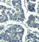 Phospholipase C Gamma 2 antibody, abx000476, Abbexa, Western Blot image 