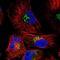 Small Integral Membrane Protein 7 antibody, NBP1-93497, Novus Biologicals, Immunofluorescence image 