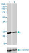 RAB4A, Member RAS Oncogene Family antibody, LS-C198046, Lifespan Biosciences, Western Blot image 