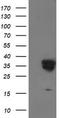 Leukocyte Receptor Cluster Member 1 antibody, TA503084, Origene, Western Blot image 