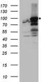 Ankyrin Repeat Domain 52 antibody, LS-C796615, Lifespan Biosciences, Western Blot image 