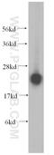 Ribosomal Protein L14 antibody, 14991-1-AP, Proteintech Group, Western Blot image 