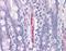 EGF Containing Fibulin Extracellular Matrix Protein 1 antibody, orb89834, Biorbyt, Immunohistochemistry paraffin image 
