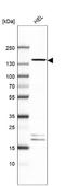 G Protein-Coupled Receptor 158 antibody, NBP1-81437, Novus Biologicals, Western Blot image 