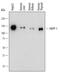 Ectonucleotide Pyrophosphatase/Phosphodiesterase 1 antibody, AF6136, R&D Systems, Western Blot image 