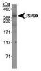 Ubiquitin Specific Peptidase 9 X-Linked antibody, TA309927, Origene, Western Blot image 