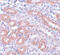 Anaphase-promoting complex subunit 5 antibody, 5727, ProSci Inc, Immunohistochemistry frozen image 