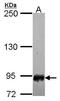 Scm-like with four MBT domains protein 1 antibody, TA308167, Origene, Western Blot image 