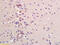 Coiled-Coil Domain Containing 61 antibody, GTX51908, GeneTex, Immunohistochemistry paraffin image 