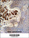 Collagen Type XIX Alpha 1 Chain antibody, 55-203, ProSci, Immunohistochemistry frozen image 