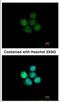 Zinc Finger Protein 587 antibody, NBP2-21030, Novus Biologicals, Immunofluorescence image 