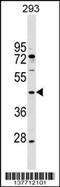 Macrophage Erythroblast Attacher antibody, 59-522, ProSci, Western Blot image 