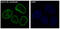 Lamin B1 antibody, M02778, Boster Biological Technology, Immunofluorescence image 