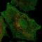 Signal Peptide Peptidase Like 2B antibody, HPA039292, Atlas Antibodies, Immunofluorescence image 