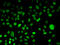 Periplakin antibody, MBS129991, MyBioSource, Immunofluorescence image 