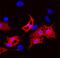 Fatty Acid Binding Protein 2 antibody, AF1486, R&D Systems, Immunocytochemistry image 
