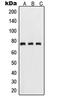 p65 antibody, LS-C352781, Lifespan Biosciences, Western Blot image 