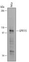 Adhesion G Protein-Coupled Receptor F4 antibody, AF5437, R&D Systems, Western Blot image 