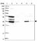 Quinone oxidoreductase PIG3 antibody, HPA028742, Atlas Antibodies, Western Blot image 
