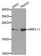 Mitochondrial Ribosomal Protein L11 antibody, abx003763, Abbexa, Western Blot image 
