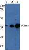 Galactosidase Beta 1 Like 3 antibody, PA5-75874, Invitrogen Antibodies, Western Blot image 