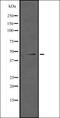 Cytochrome P450 Family 4 Subfamily F Member 12 antibody, orb335424, Biorbyt, Western Blot image 