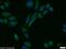 Nudix Hydrolase 1 antibody, 16705-1-AP, Proteintech Group, Immunofluorescence image 