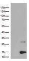 PPY antibody, TA813060, Origene, Western Blot image 