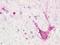 Trace Amine Associated Receptor 5 antibody, LS-A319, Lifespan Biosciences, Immunohistochemistry paraffin image 
