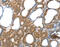 Laminin Subunit Alpha 4 antibody, MBS2516414, MyBioSource, Immunohistochemistry paraffin image 