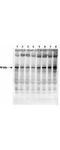 GYS antibody, PA1-26469, Invitrogen Antibodies, Western Blot image 