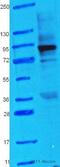 Heat shock protein HSP 90-alpha antibody, ab13495, Abcam, Western Blot image 
