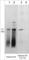 Histone Cluster 4 H4 antibody, HP5541, ECM Biosciences, Western Blot image 