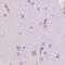 SHC Binding And Spindle Associated 1 Like antibody, PA5-64183, Invitrogen Antibodies, Immunohistochemistry frozen image 