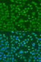EWS RNA Binding Protein 1 antibody, 16-791, ProSci, Immunofluorescence image 