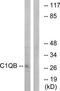 Complement C1q subcomponent subunit B antibody, TA313330, Origene, Western Blot image 