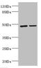 Leukocyte Immunoglobulin Like Receptor B4 antibody, LS-C675991, Lifespan Biosciences, Western Blot image 